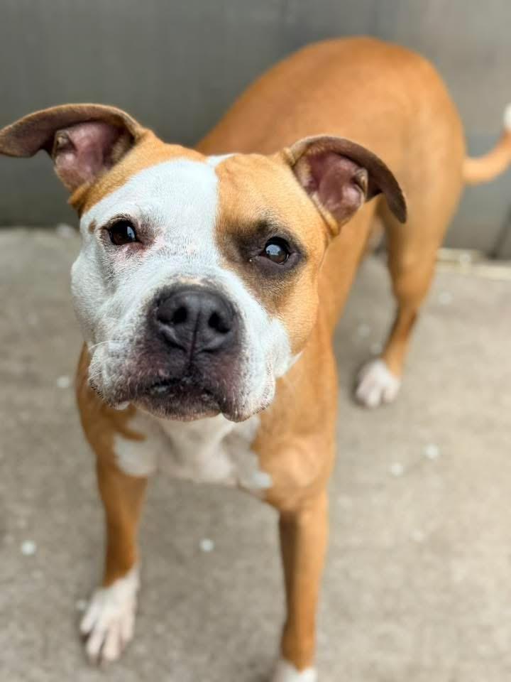 Enlarge Butterfinger, an adoptable Pit Bull Terrier in Chicago, IL image 3/5