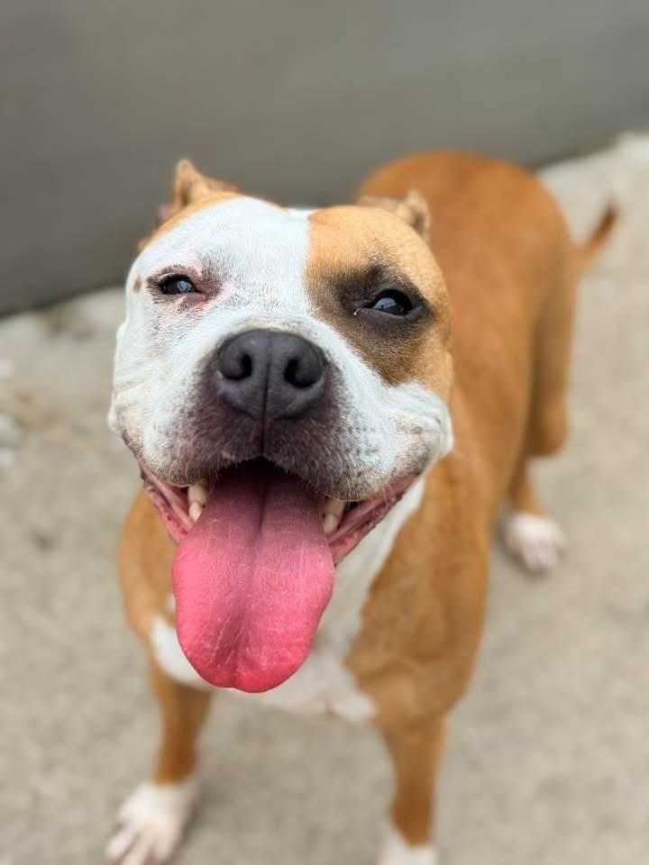 Butterfinger, adoptable, Adult Female Pit Bull Terrier.