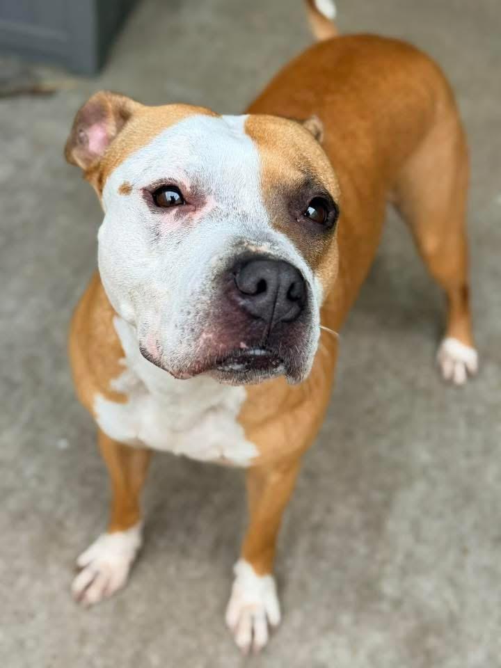 Enlarge Butterfinger, an adoptable Pit Bull Terrier in Chicago, IL image 2/5