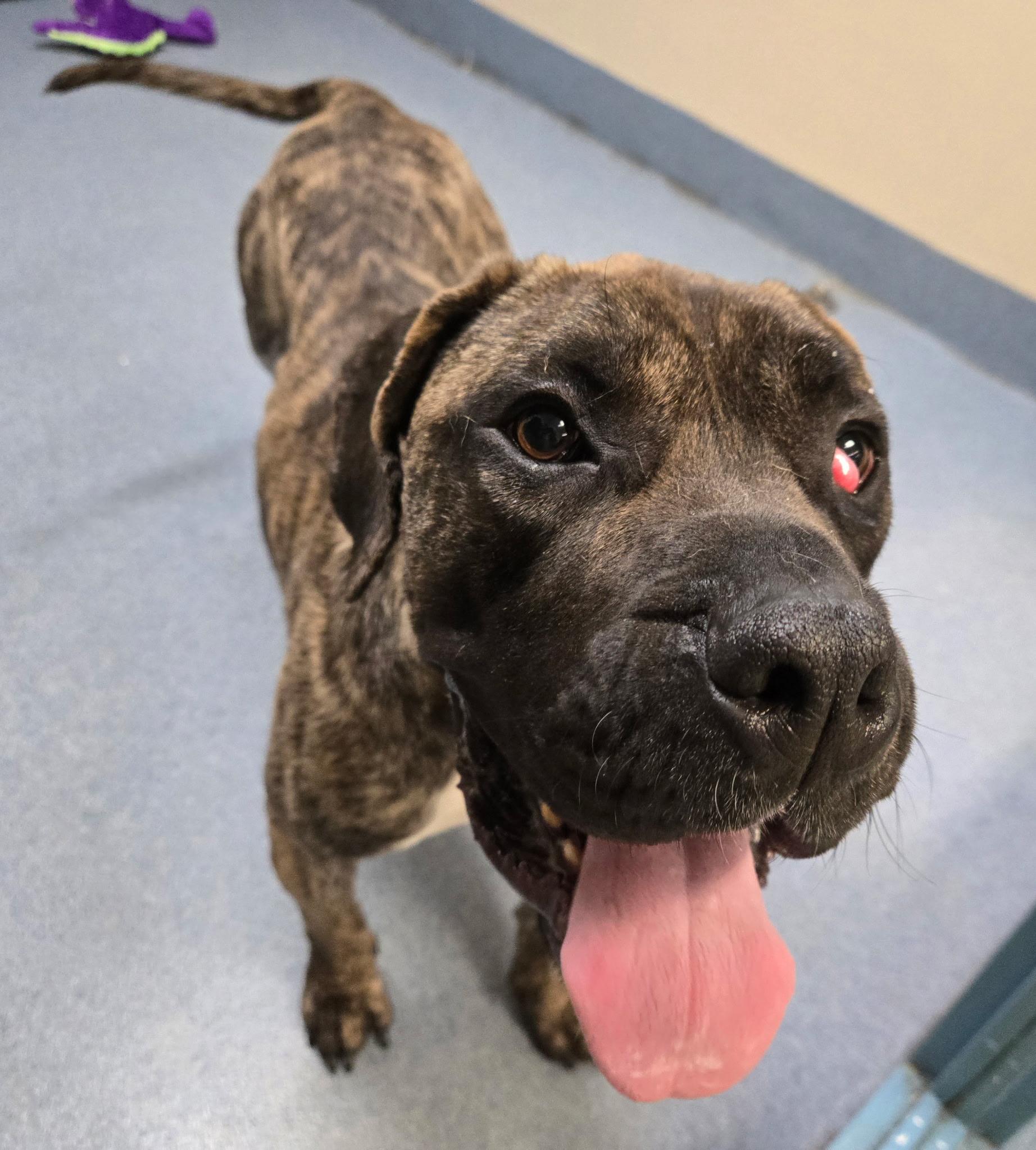 Coco, ADOPTABLE, Adult Female Mastiff.