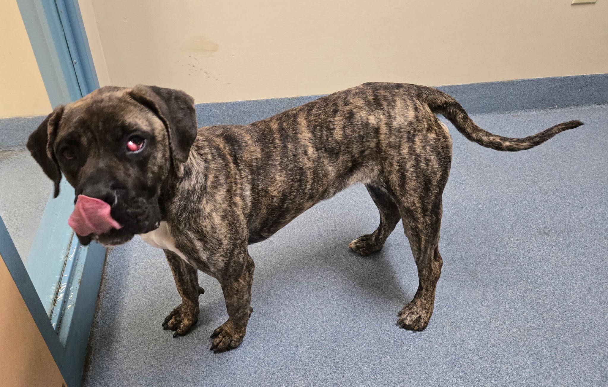 Coco, a ADOPTABLE mixed breed in Suffolk, VA image 3/3