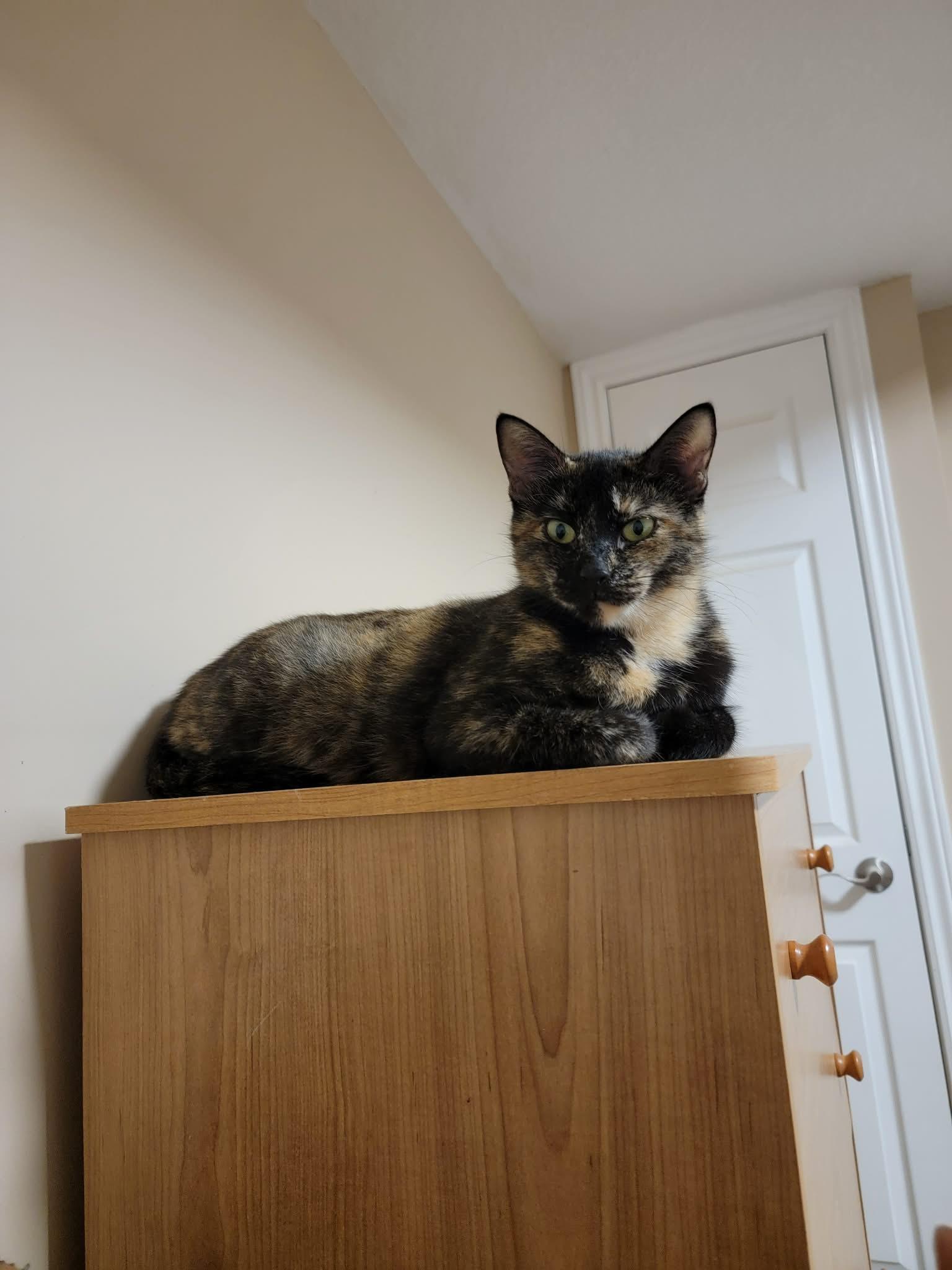 Enlarge Dana, a Adopted Domestic Short Hair in Shakespeare, ON image 3/4