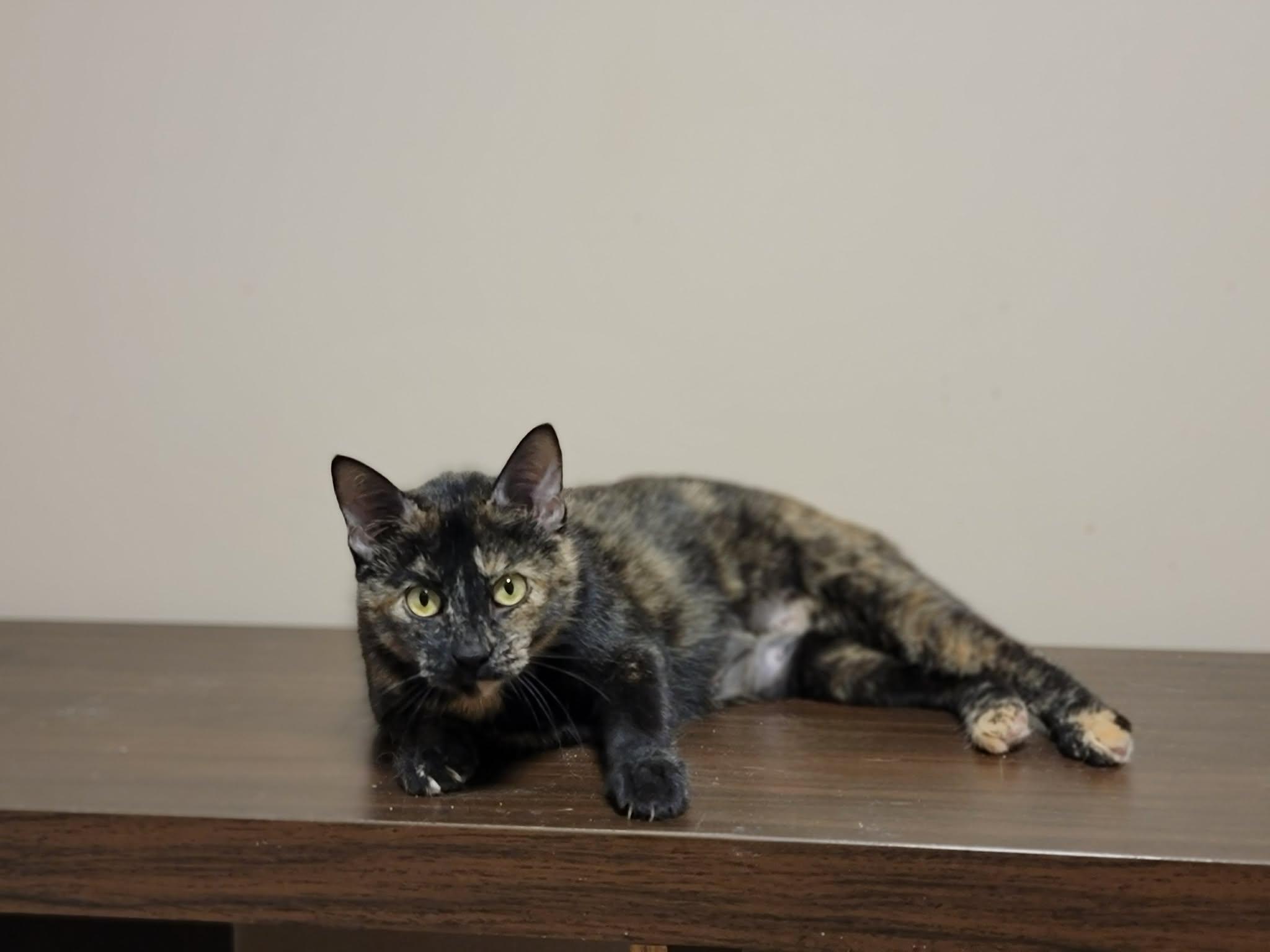 Enlarge Dana, a Adopted Domestic Short Hair in Shakespeare, ON image 4/4