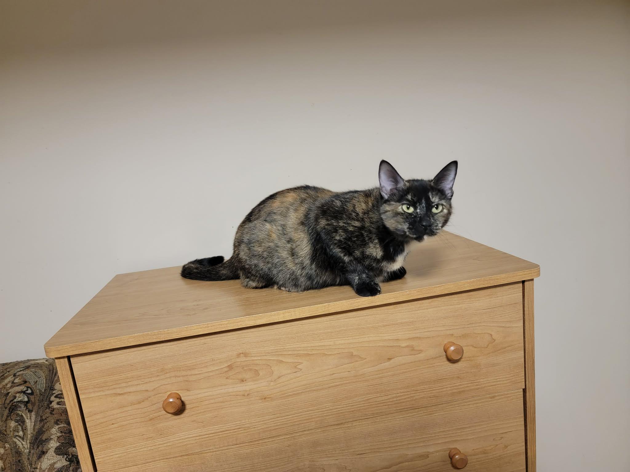Enlarge Dana, a Adopted Domestic Short Hair in Shakespeare, ON image 2/4