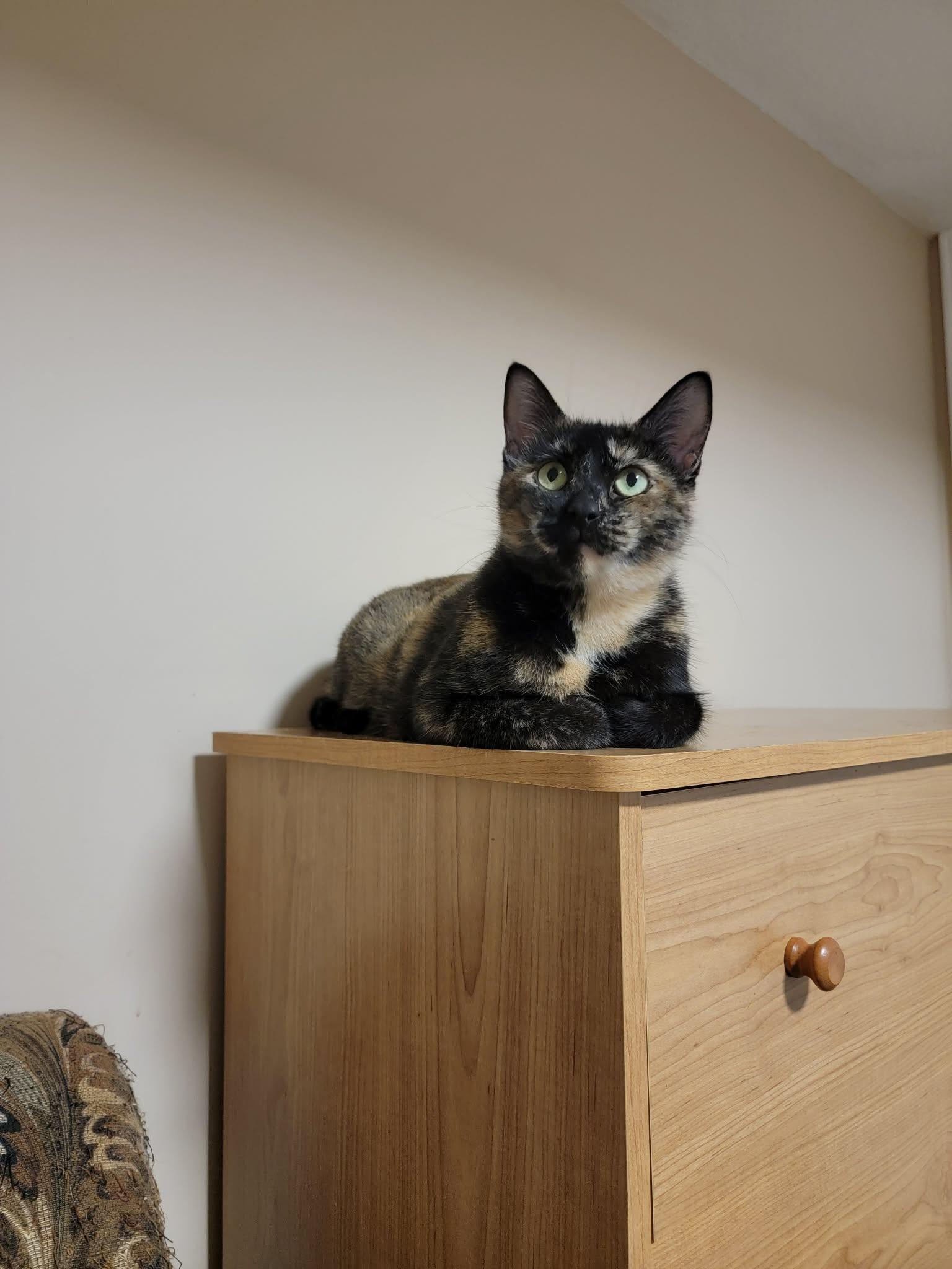 Dana, Adopted, Kitten Female Domestic Short Hair.