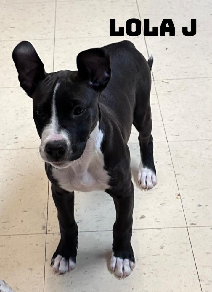 Lola J