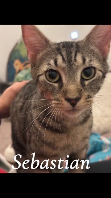 Enlarge Sebastian, a Adoptable Domestic Short Hair in Bellmawr, NJ image 1/1