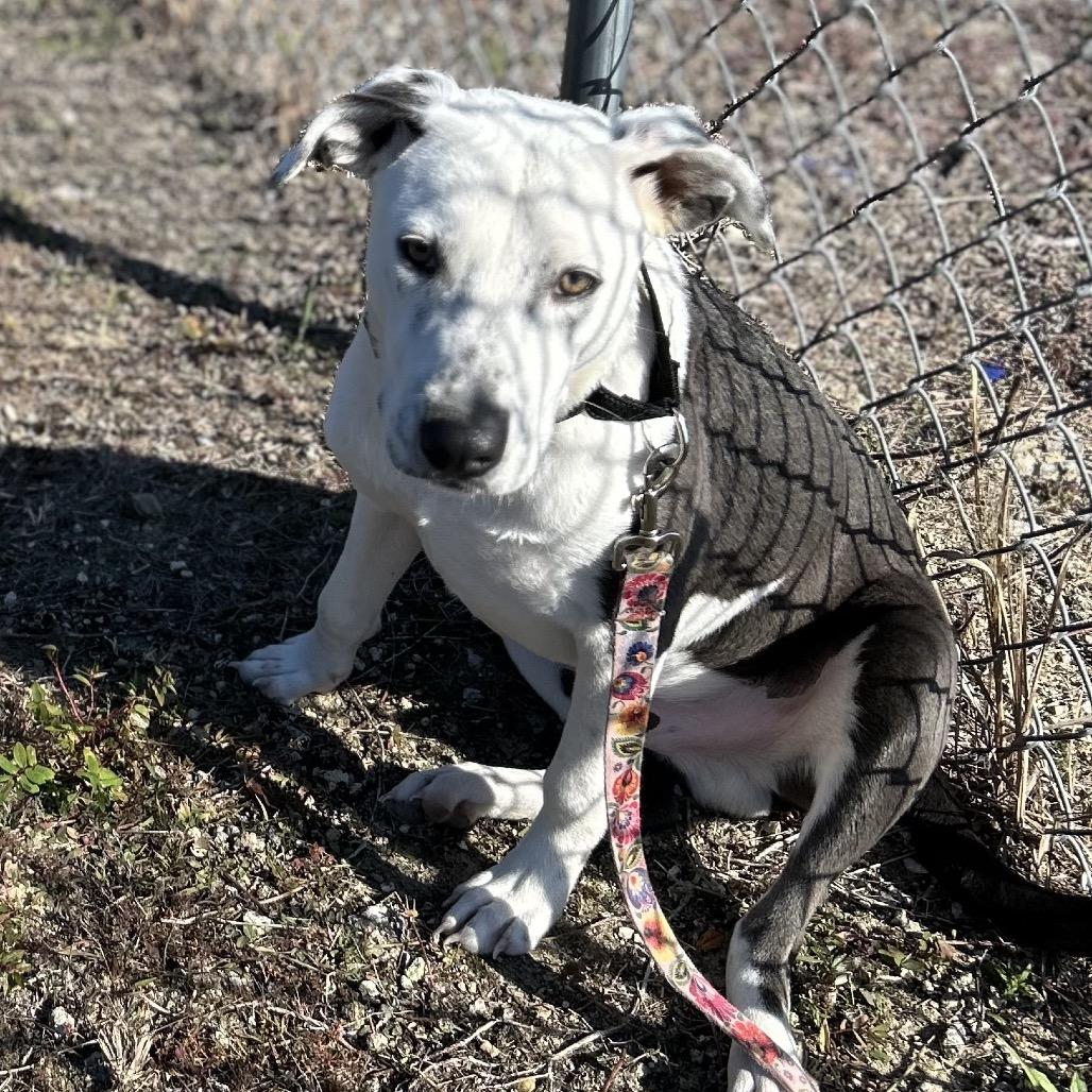 Enlarge Ranger, a Adoptable Mixed Breed in Bronson, FL image 1/2