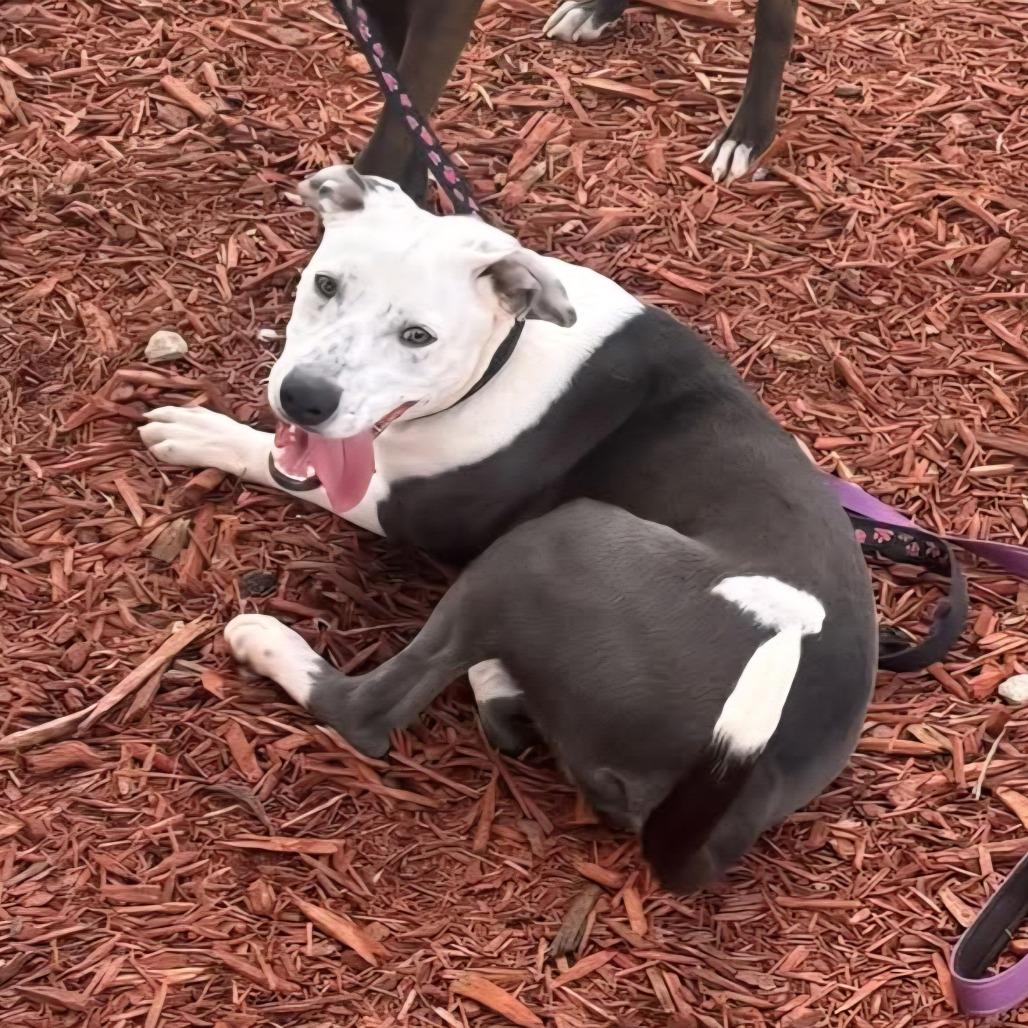 Enlarge Ranger, a Adoptable Mixed Breed in Bronson, FL image 2/2
