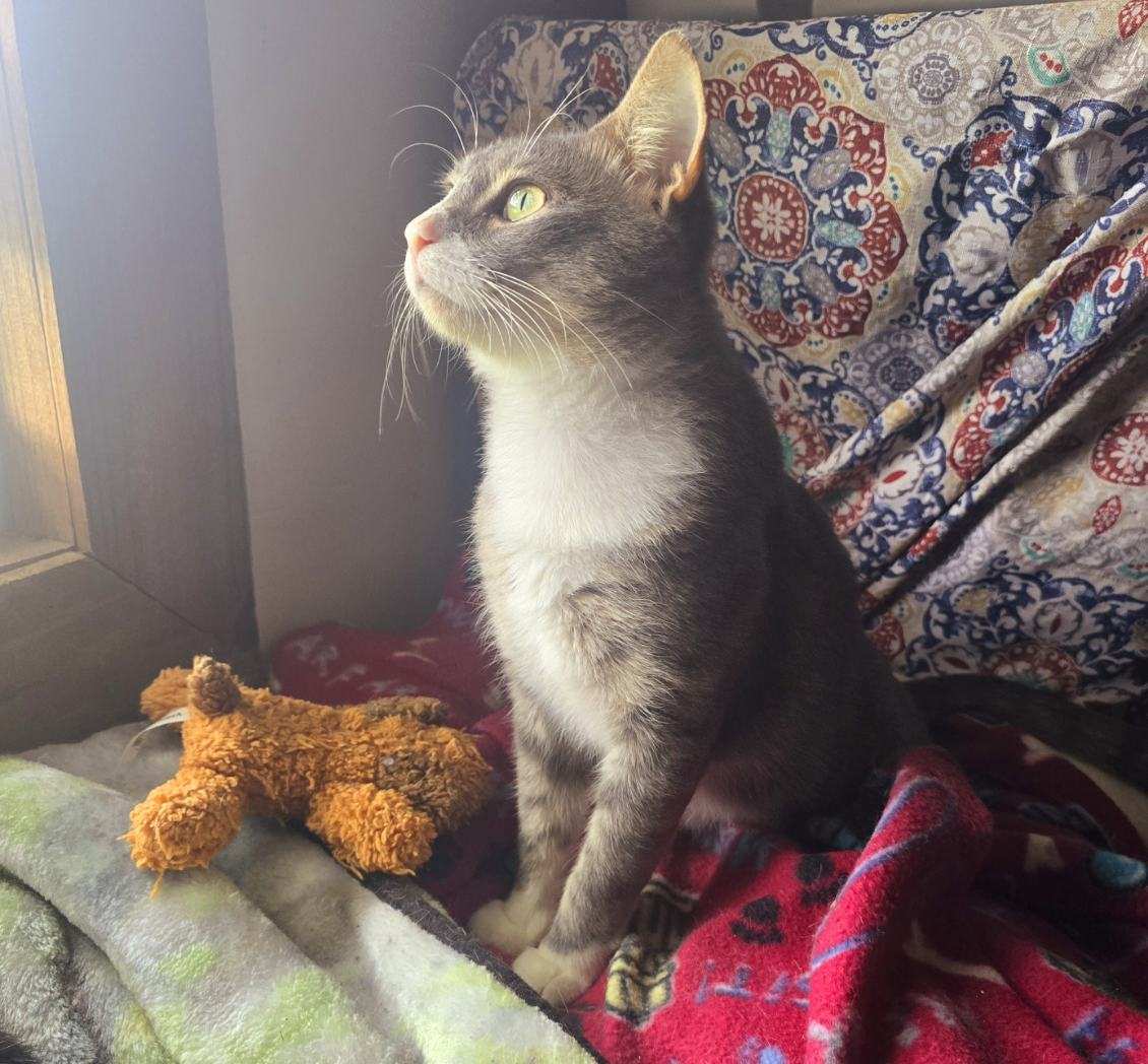 Enlarge Vincent van Gogh, a Adopted Domestic Short Hair in Bradenton, FL image 2/6