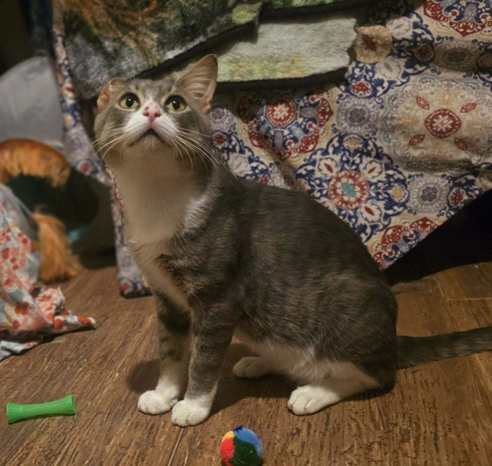 Enlarge Vincent van Gogh, a Adopted Domestic Short Hair in Bradenton, FL image 3/6