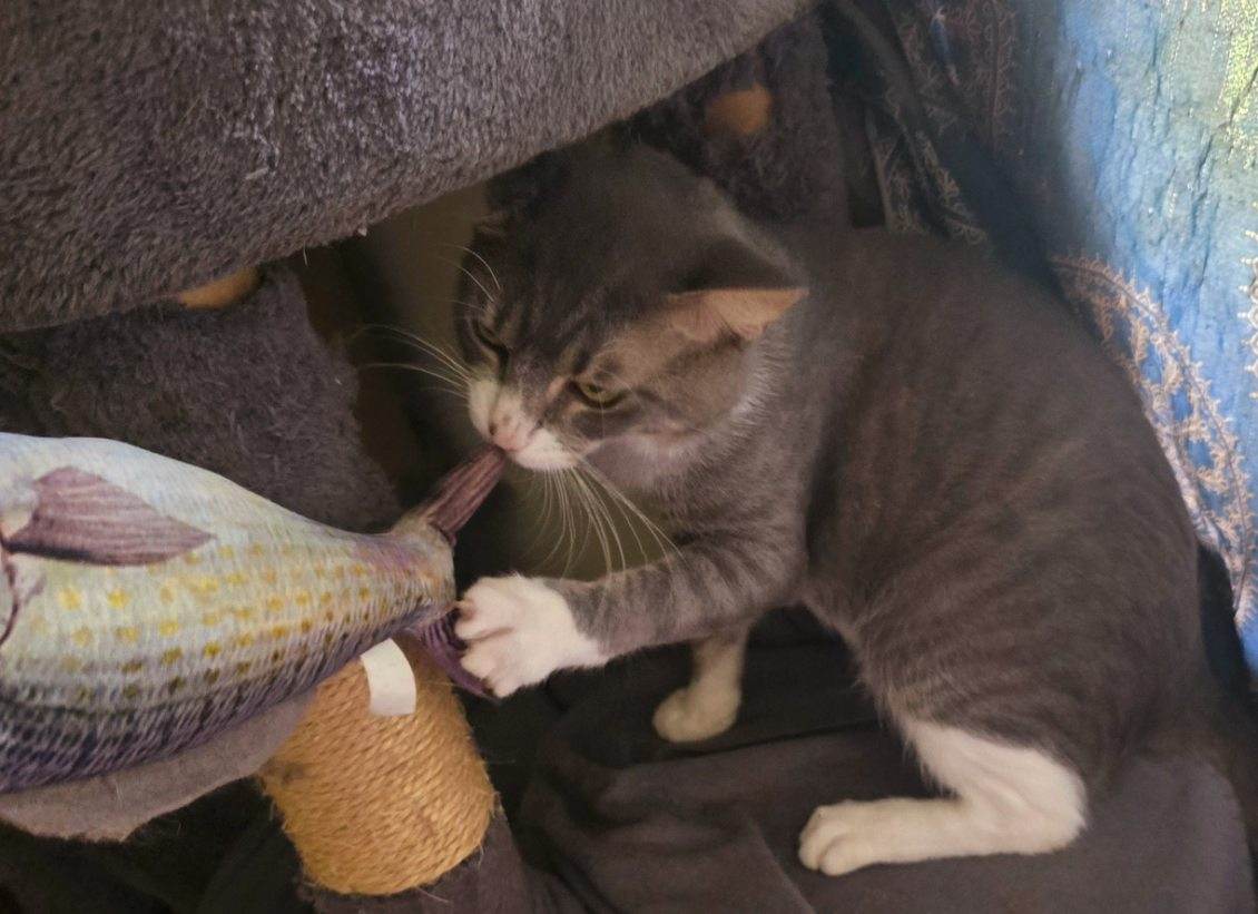 Enlarge Vincent van Gogh, a Adopted Domestic Short Hair in Bradenton, FL image 4/6