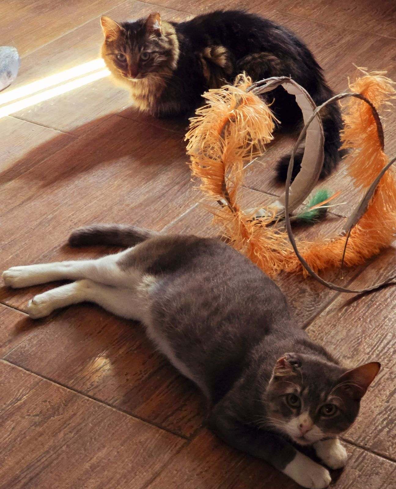 Enlarge Vincent van Gogh, a Adopted Domestic Short Hair in Bradenton, FL image 6/6