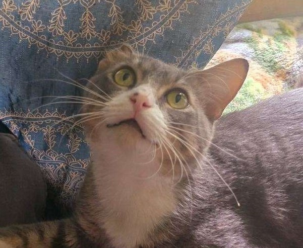 Vincent van Gogh, Adopted, Young Male Domestic Short Hair.