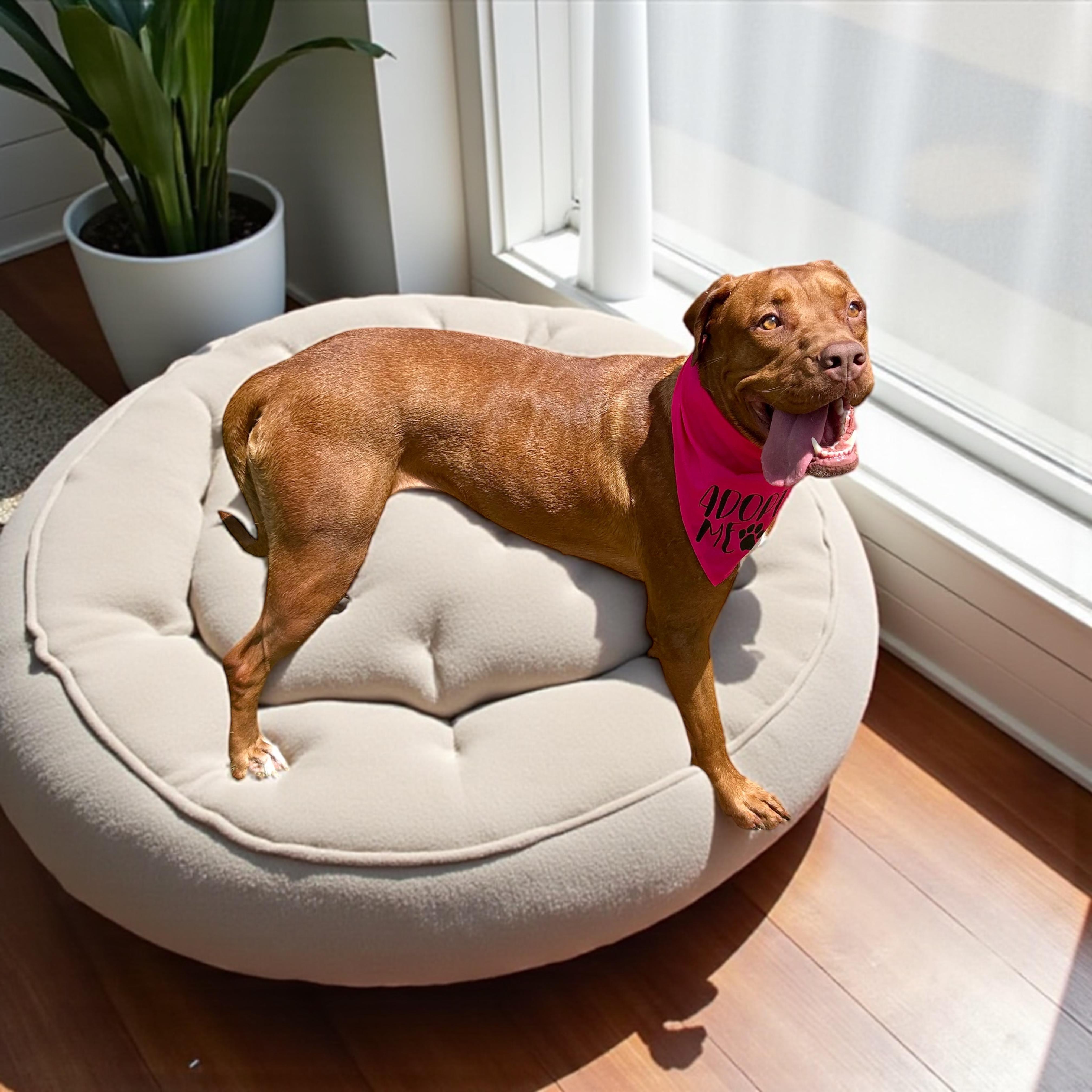 Valkyrie thumbnail 4