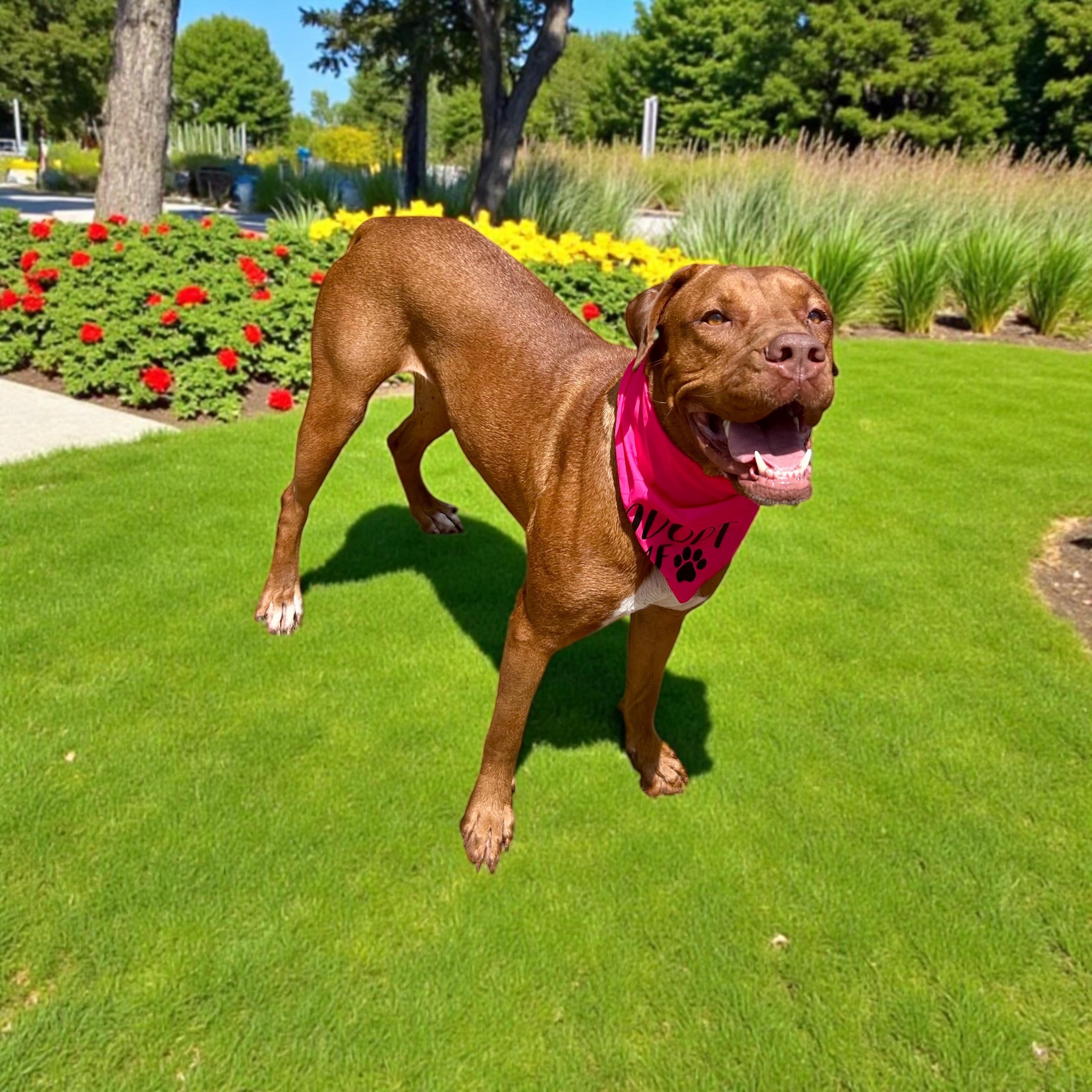 Valkyrie thumbnail 5