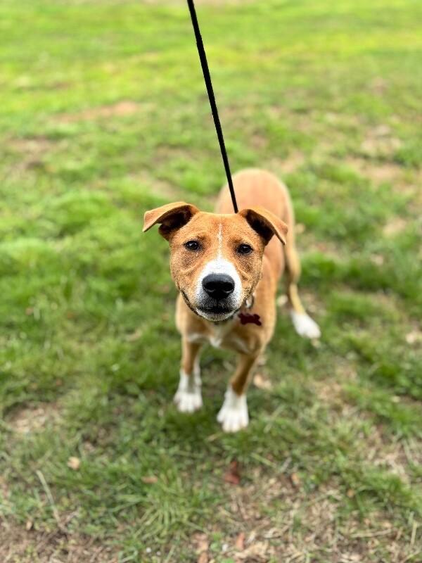 Indy, Adoptable, Young Female Shepherd & Hound.