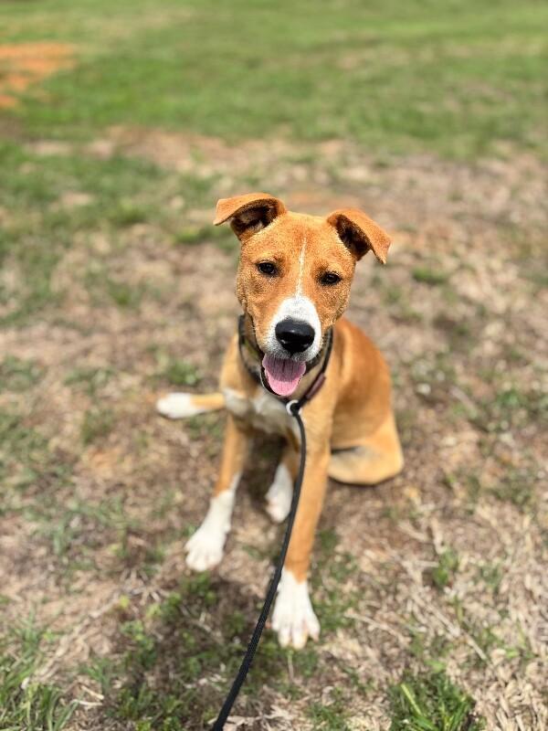 Indy, a Adoptable mixed breed in Berkeley Heights, NJ image 4/6