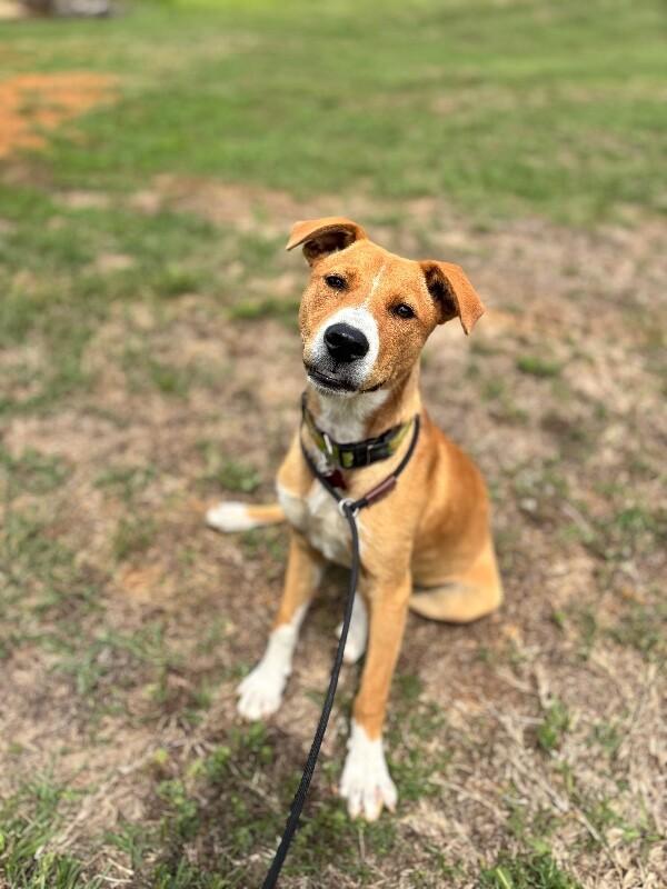 Indy, a Adoptable mixed breed in Berkeley Heights, NJ image 6/6