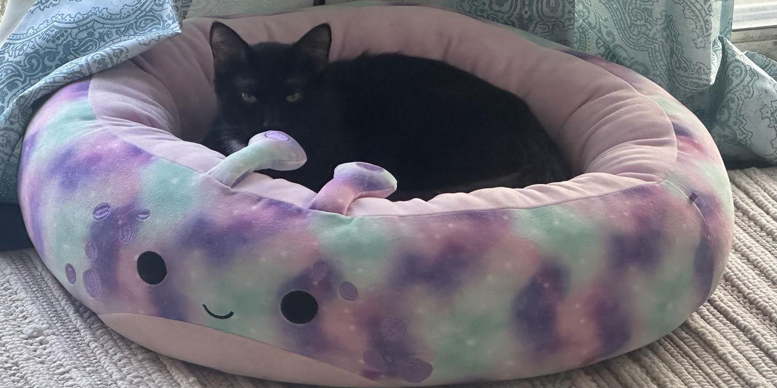JASMINE, Adoptable, Kitten Female Domestic Short Hair.