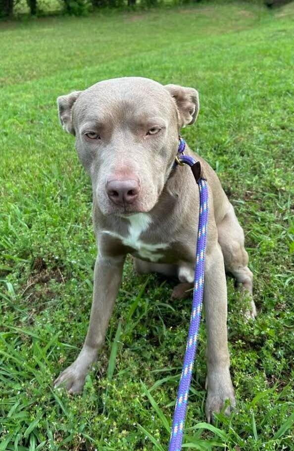 Enlarge Dooku, a Adoptable mixed breed in Maryville, TN image 1/6