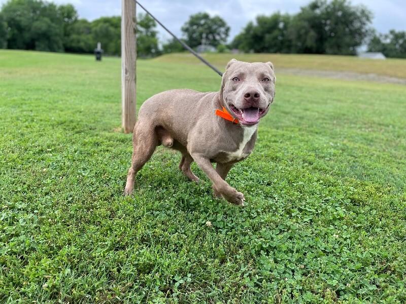 Dooku, Adoptable, Young Male Weimaraner & Pit Bull Terrier.