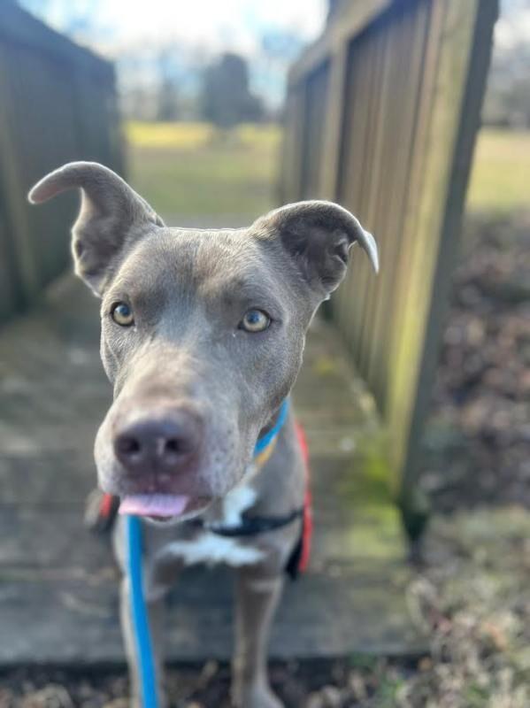Enlarge Dooku, a Adoptable mixed breed in Maryville, TN image 2/6