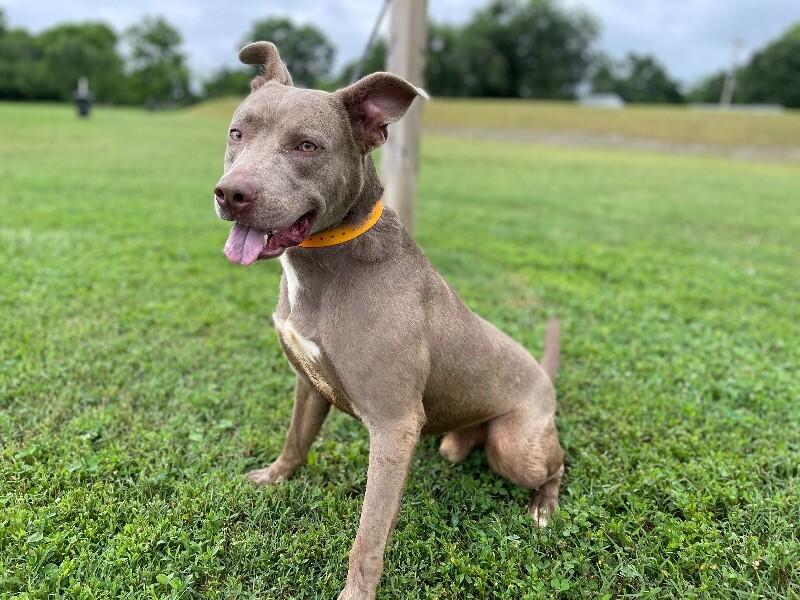 Enlarge Dooku, a Adoptable mixed breed in Maryville, TN image 2/6