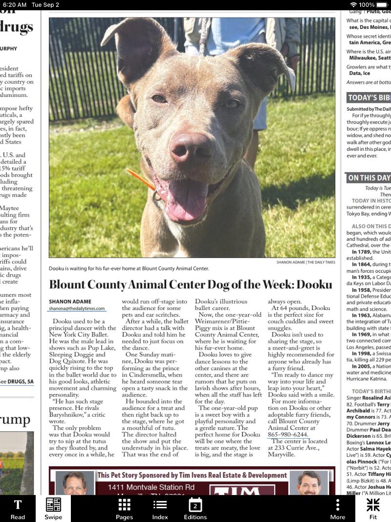 Enlarge Dooku, a Adoptable mixed breed in Maryville, TN image 3/6