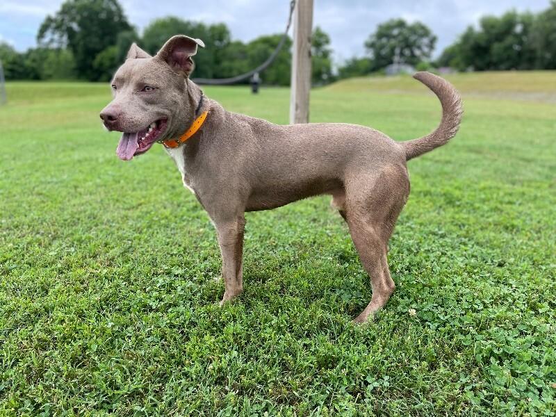 Enlarge Dooku, a Adoptable mixed breed in Maryville, TN image 4/6