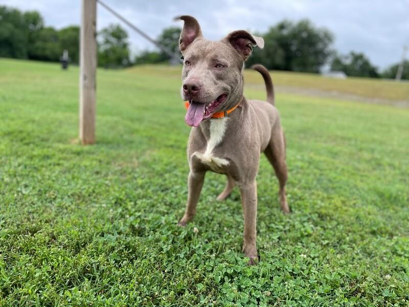 Enlarge Dooku, a Adoptable mixed breed in Maryville, TN image 5/6