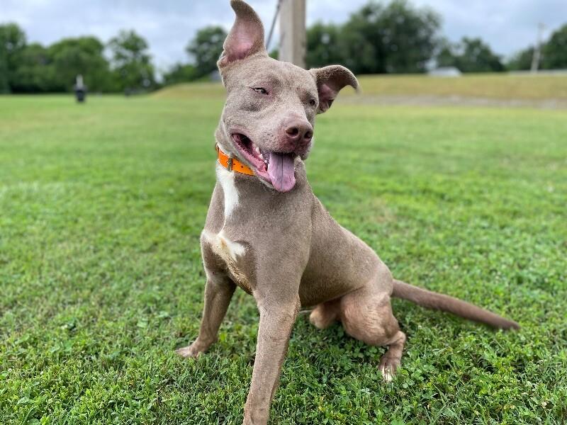 Enlarge Dooku, a Adoptable mixed breed in Maryville, TN image 6/6