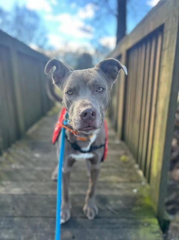 Enlarge Dooku, a Adoptable mixed breed in Maryville, TN image 6/6
