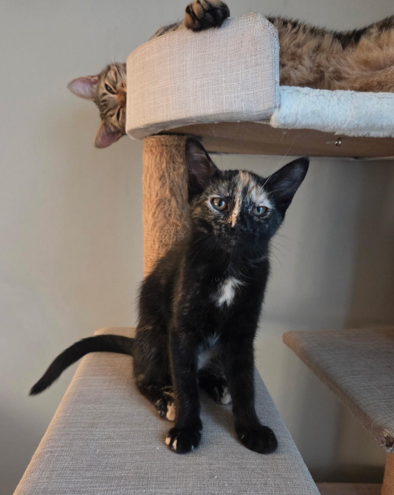 Opal, a ADOPTABLE Tortoiseshell in Nashville, TN image 3/5
