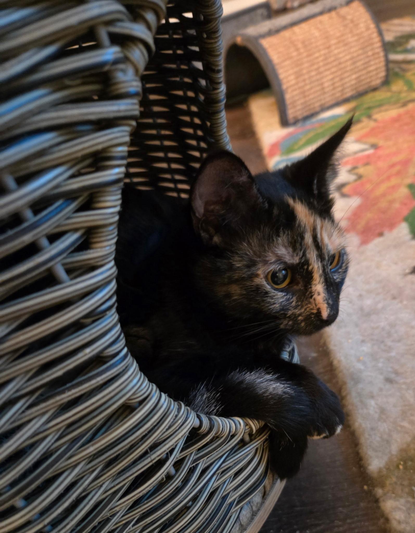 Opal, a ADOPTABLE Tortoiseshell in Nashville, TN image 1/5