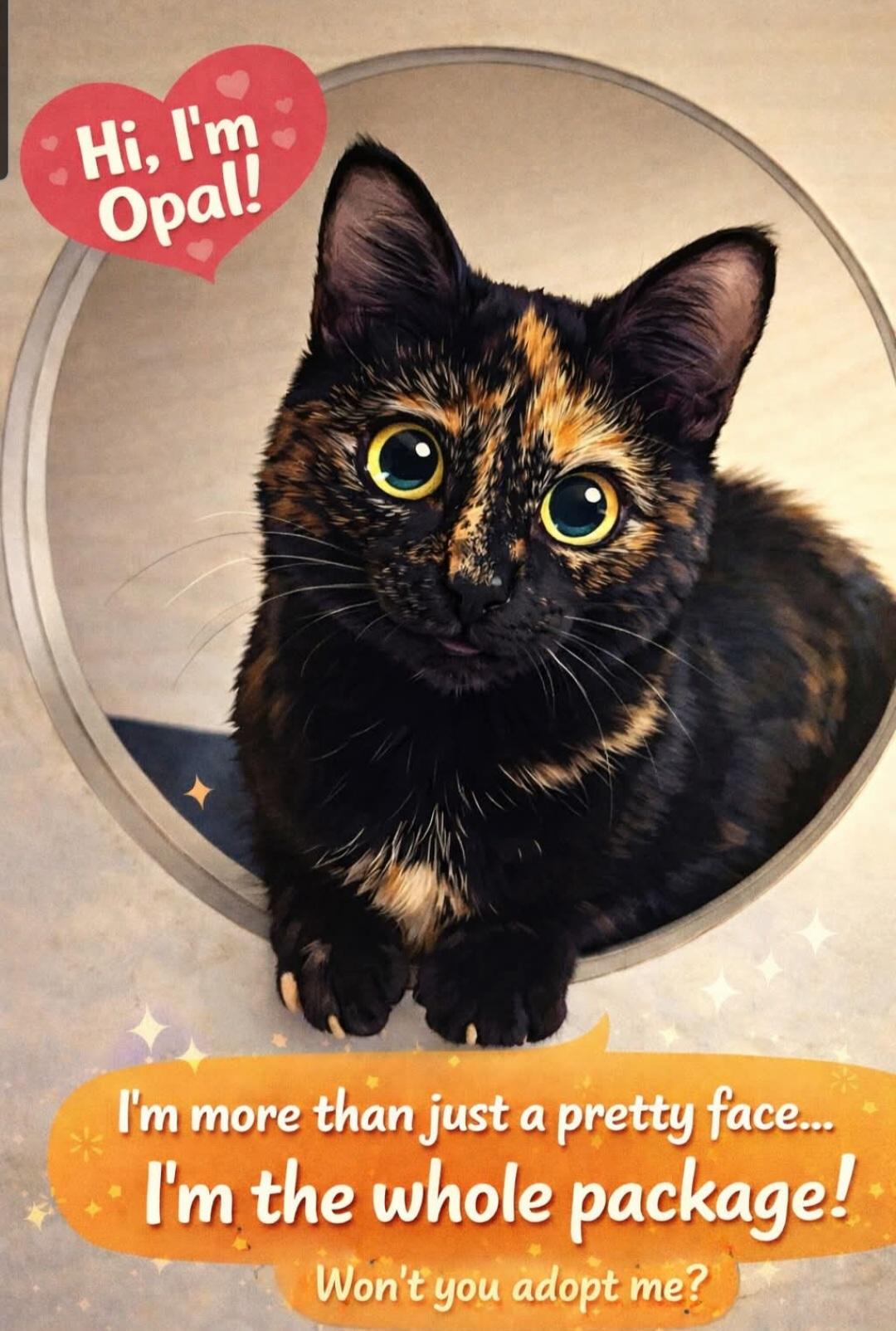Enlarge Opal, a ADOPTABLE Tortoiseshell in Nashville, TN image 6/6