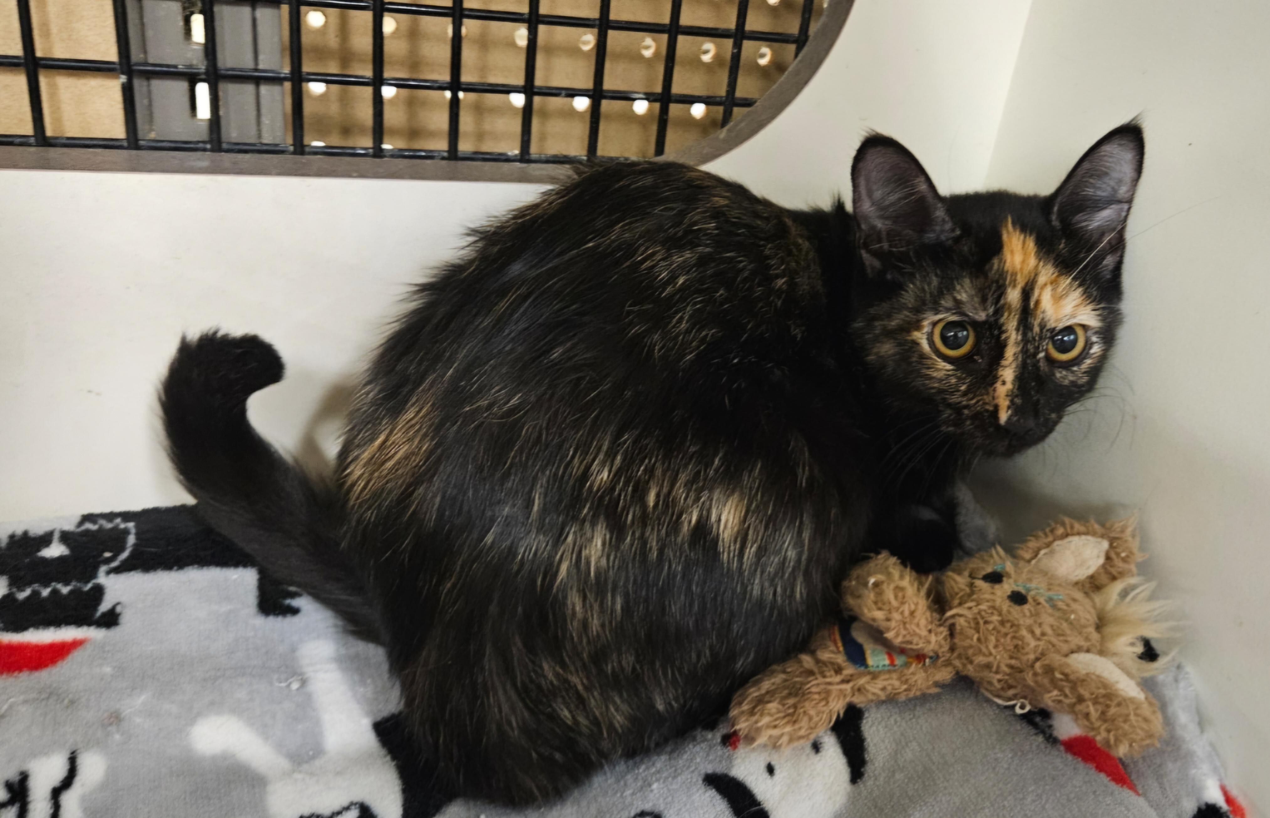 Opal, a ADOPTABLE Tortoiseshell in Nashville, TN image 2/5