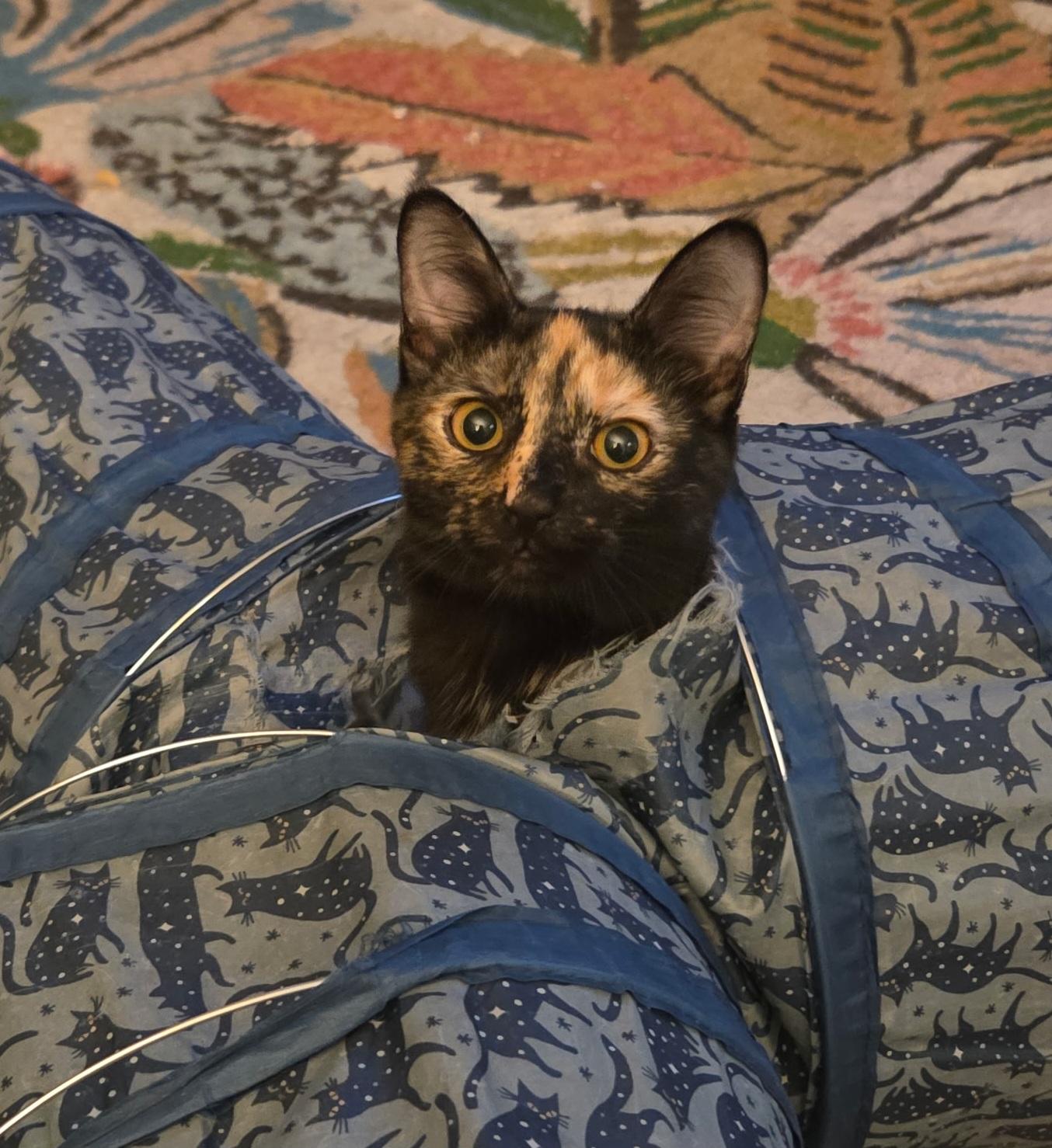 Opal, a ADOPTABLE Tortoiseshell in Nashville, TN image 4/5