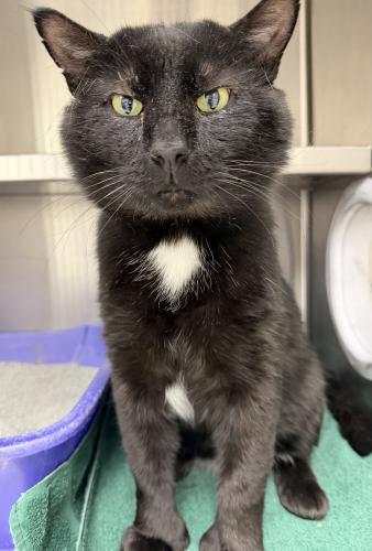 Enlarge Chipmunk, a Adoptable Domestic Short Hair in Webster, MA image 1/2