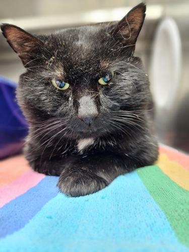 Enlarge Chipmunk, a Adoptable Domestic Short Hair in Webster, MA image 2/2
