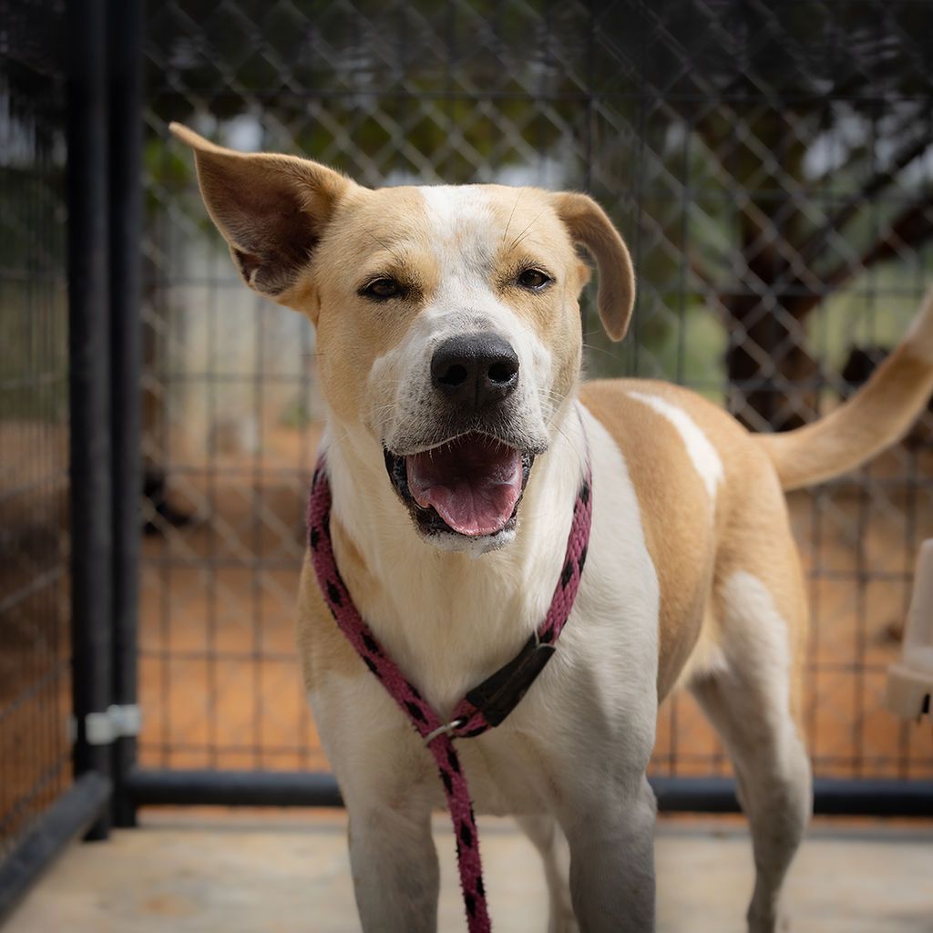 Molly, a Adoptable Hound in Nocona, TX image 3/4