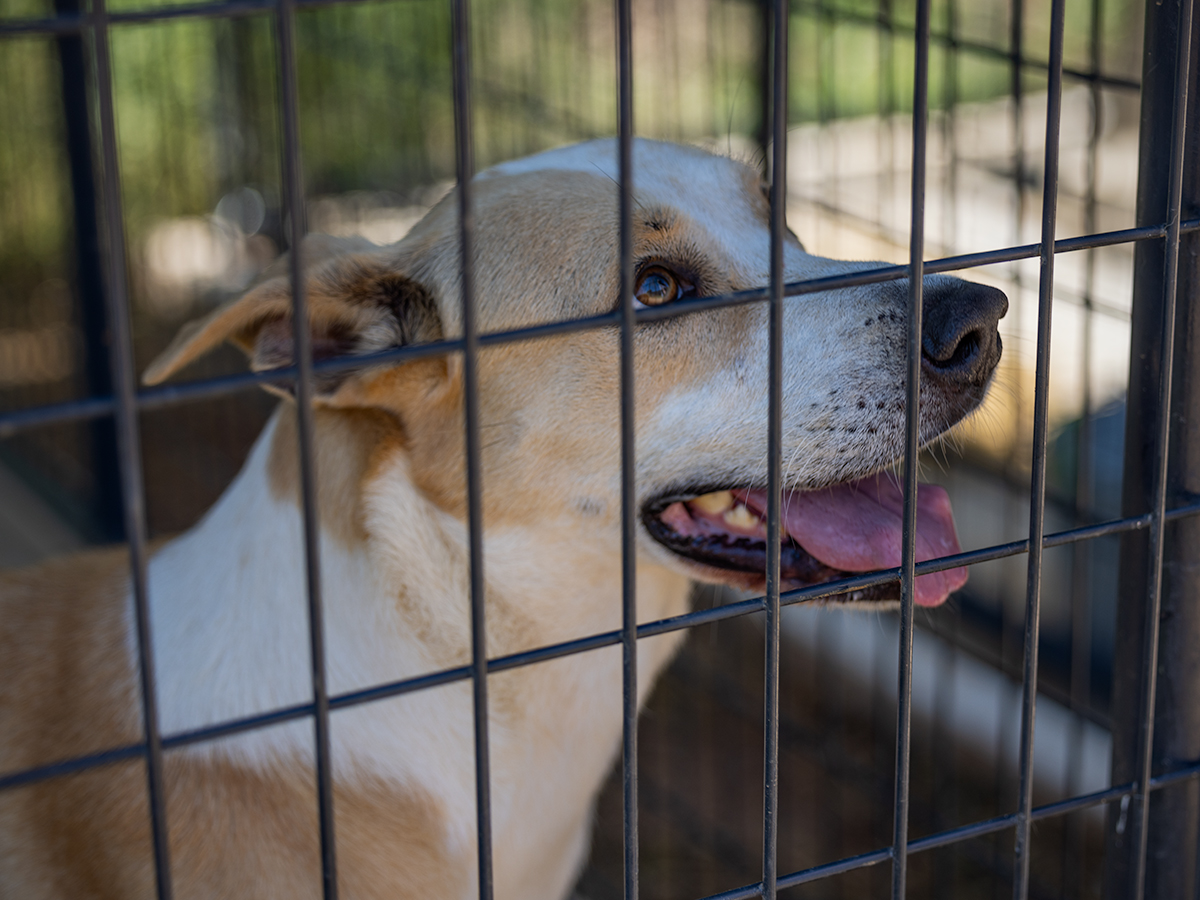 Molly, a Adoptable Hound in Nocona, TX image 1/4