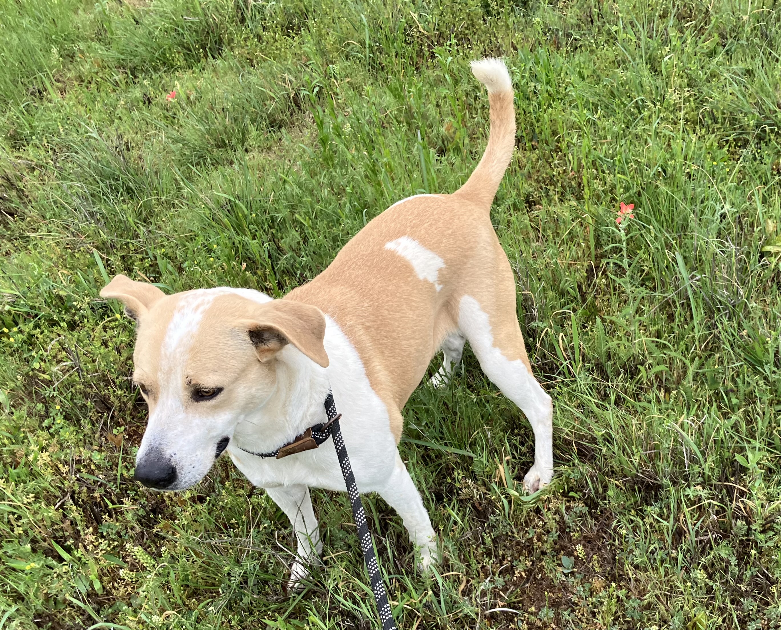 Molly, a Adoptable Hound in Nocona, TX image 2/4