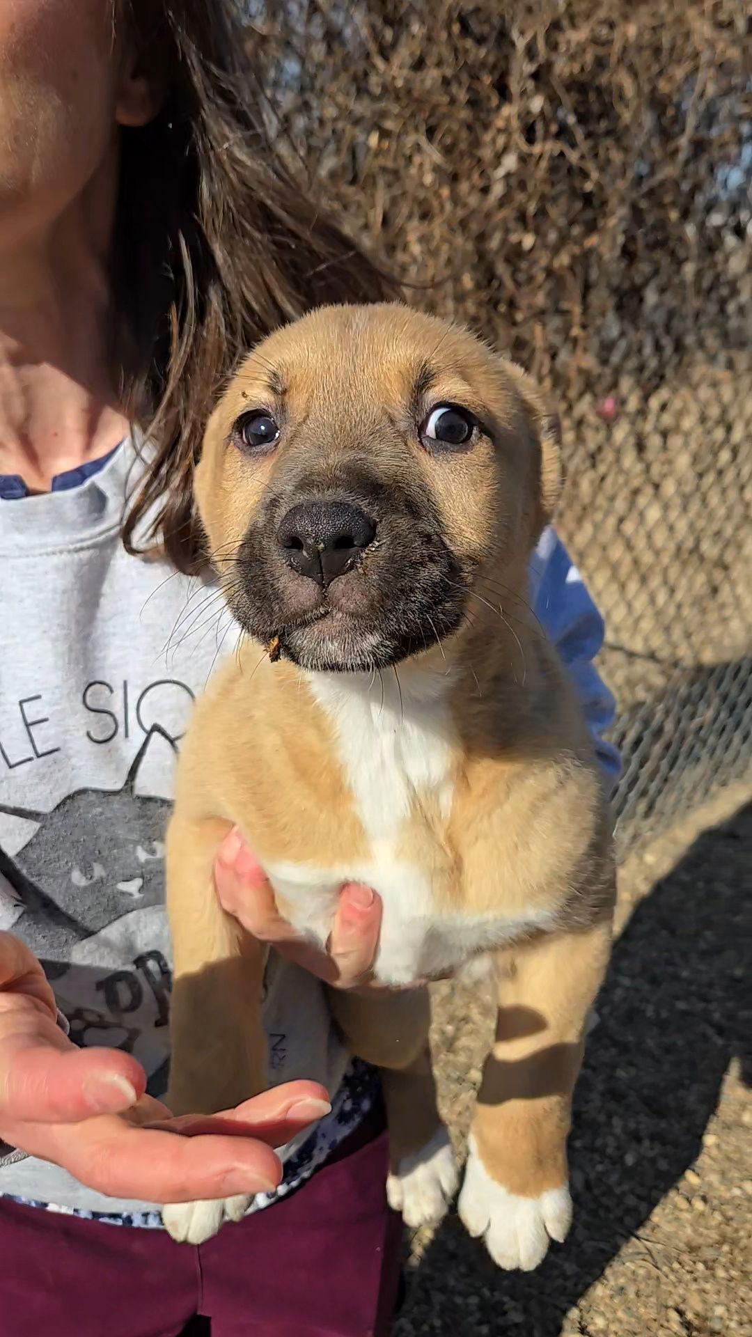 Layni, Adopted, Puppy Female Shepherd.