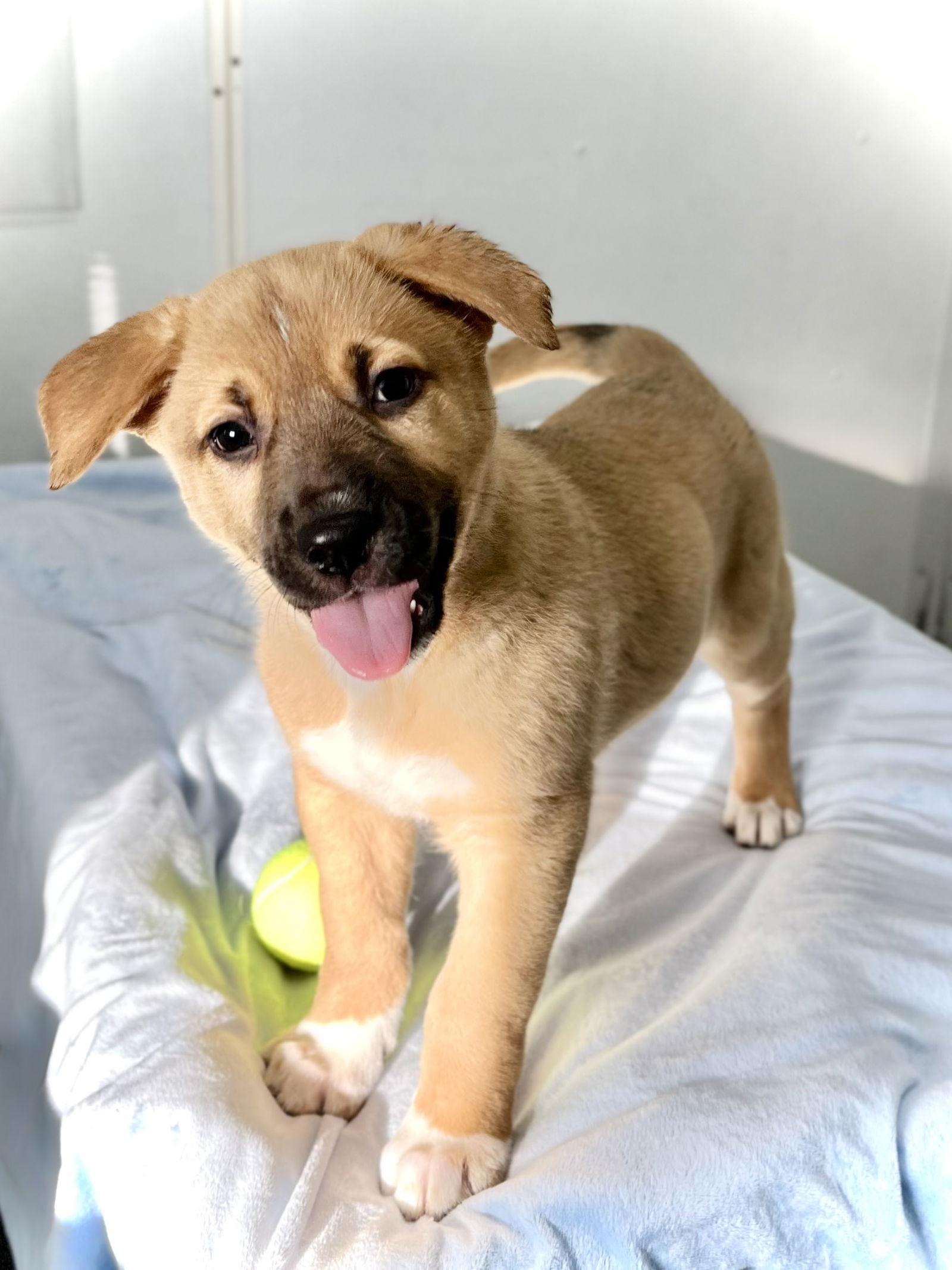 Layni, a Adopted Shepherd in Estherville, IA image 2/3