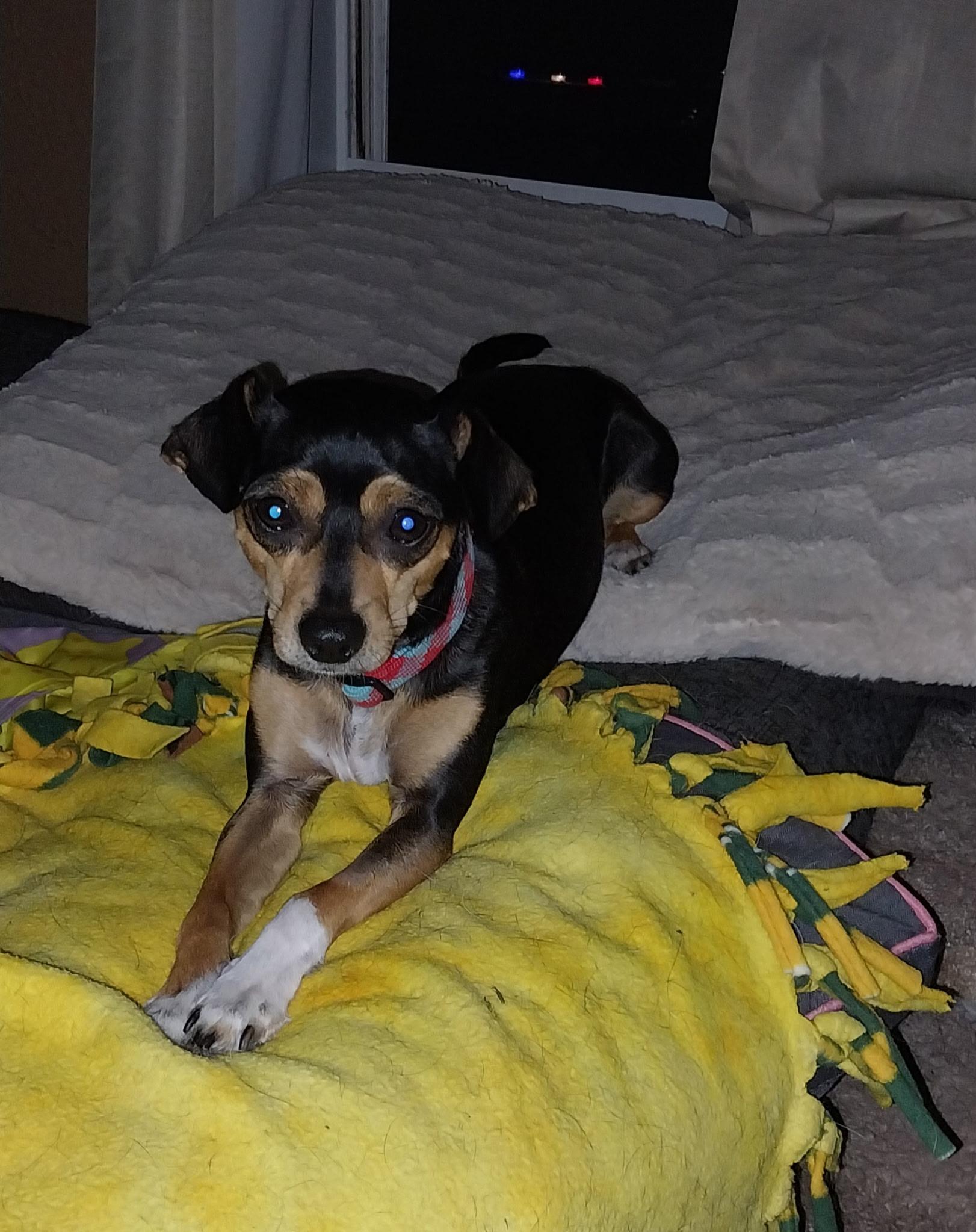 Dove, Adopted, Young Female Miniature Pinscher & Chihuahua.