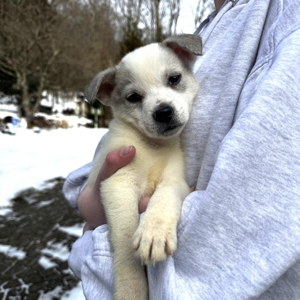 Enlarge NY Perry (Foster in Mahopac), a Adoptable mixed breed in Eastford, CT image 1/5