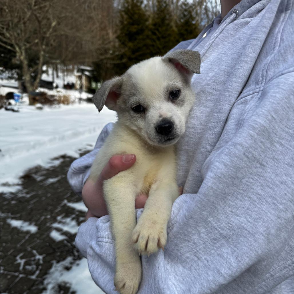 Enlarge NY Perry (Foster in Mahopac), a Adoptable mixed breed in Eastford, CT image 5/5