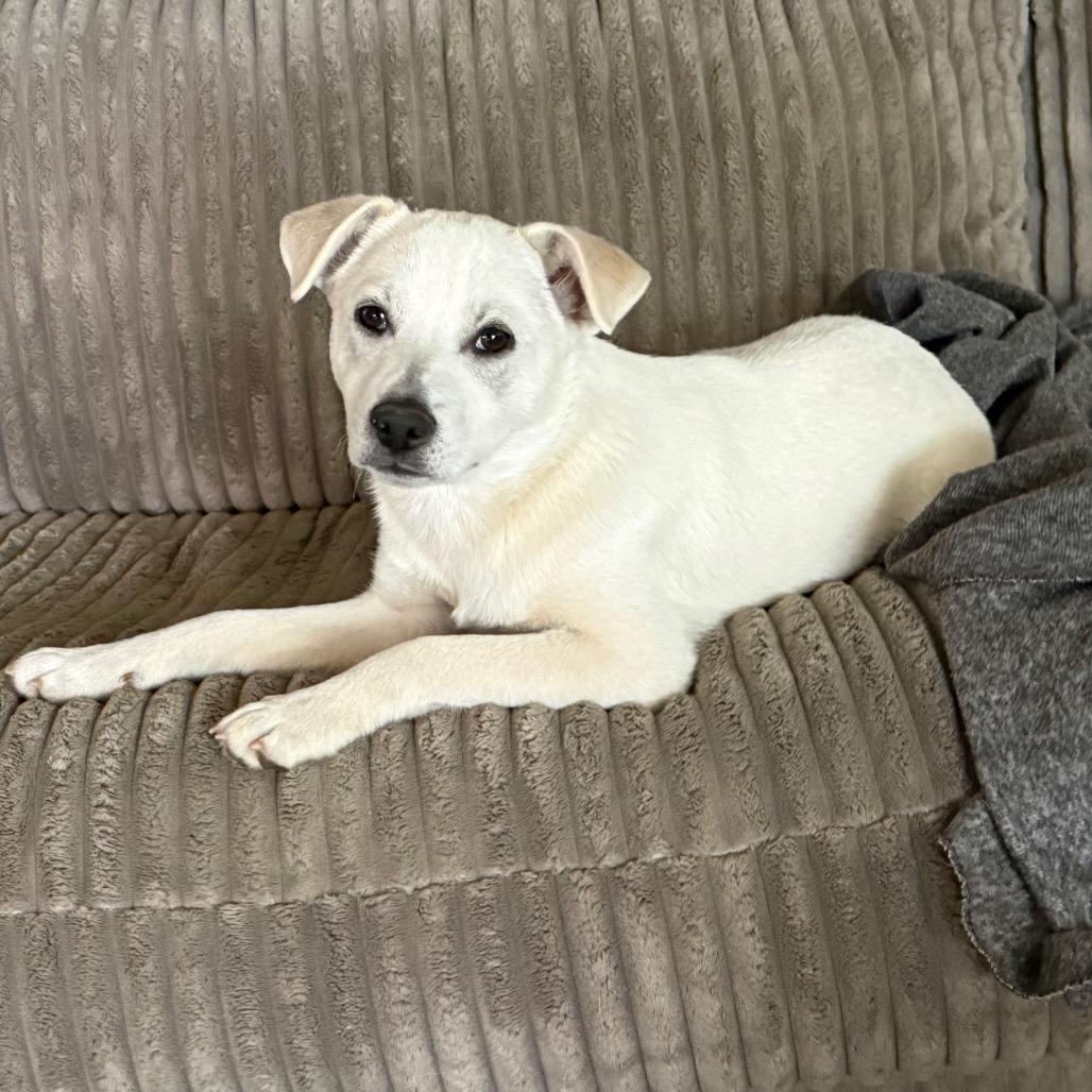 Enlarge NY Perry (Foster in Yorktown Heights NY), a Adoptable mixed breed in Eastford, CT image 6/6