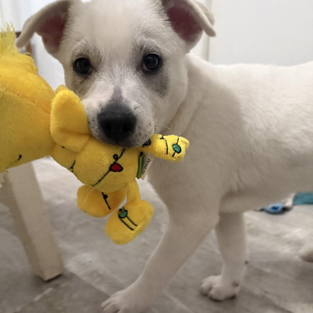 Enlarge NY Perry Feb 21 (Tractor Supply Patterson NY), a Adoptable mixed breed in Eastford, CT image 6/6
